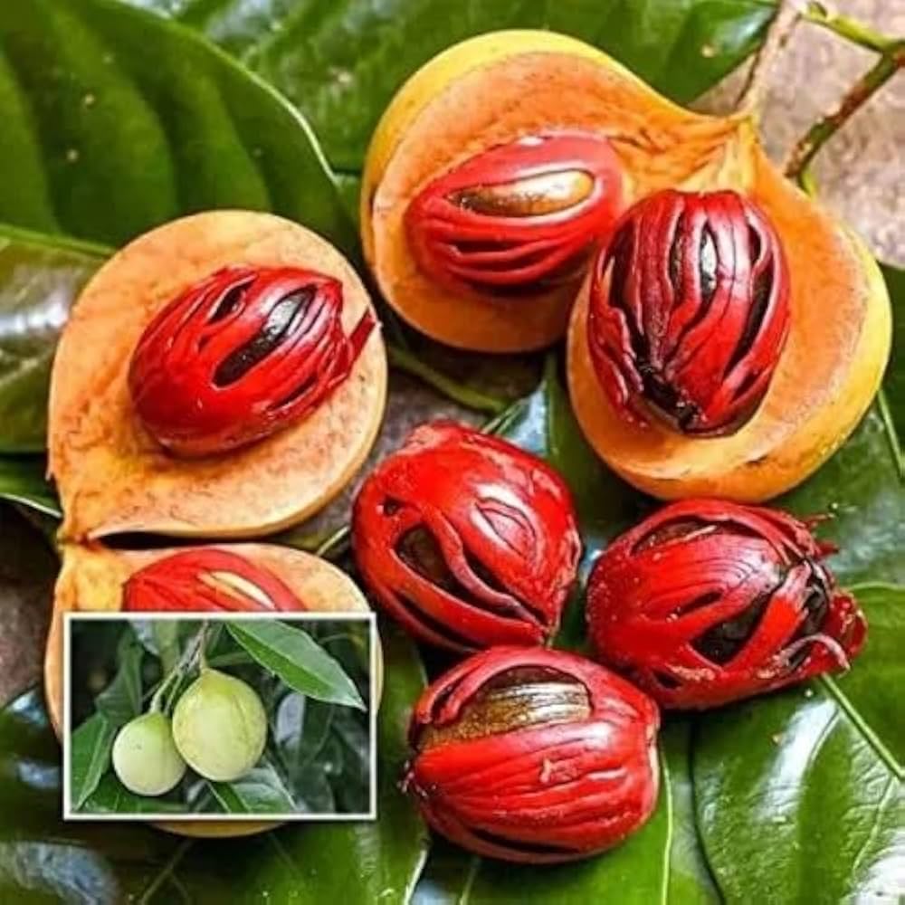 Nutmeg Mace – Premium Javitri